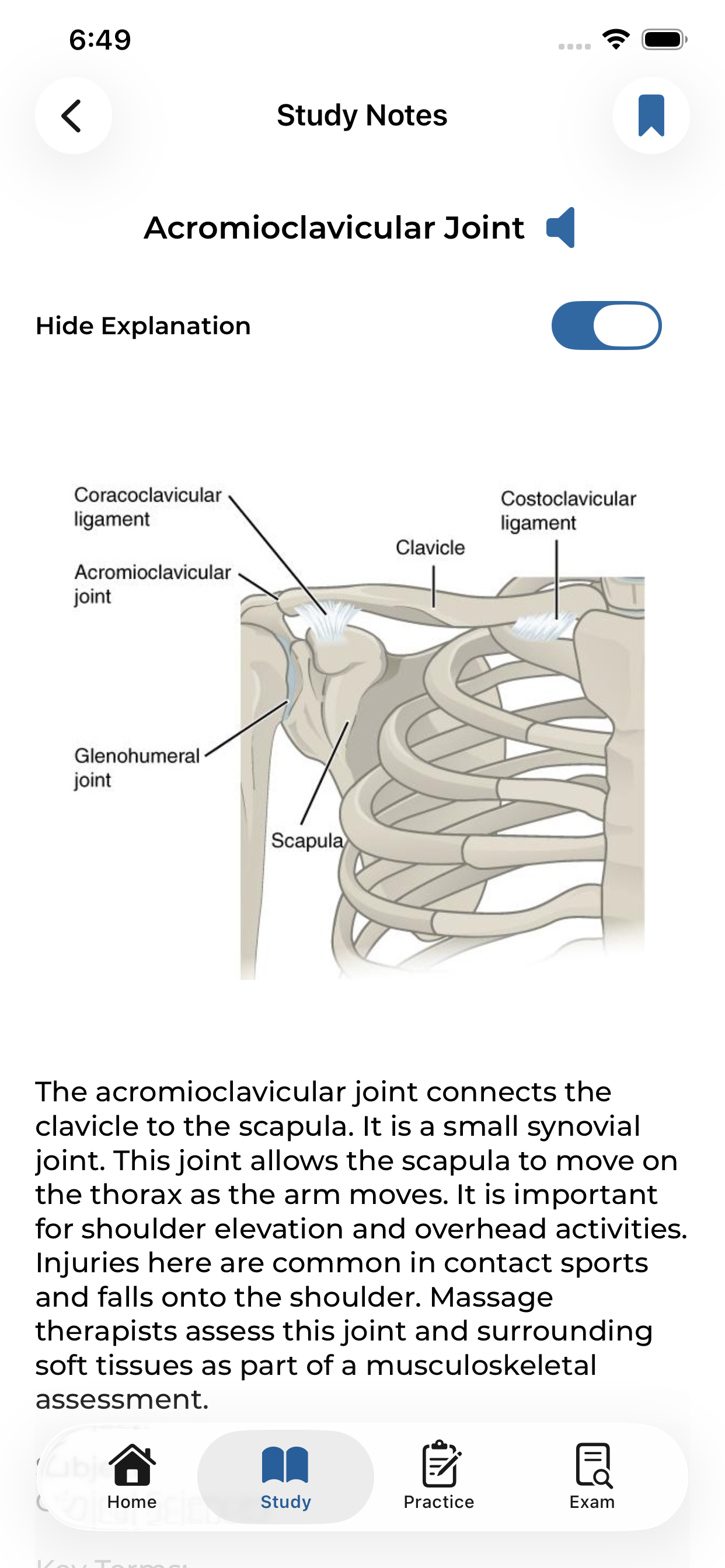 Study notes with anatomy diagram